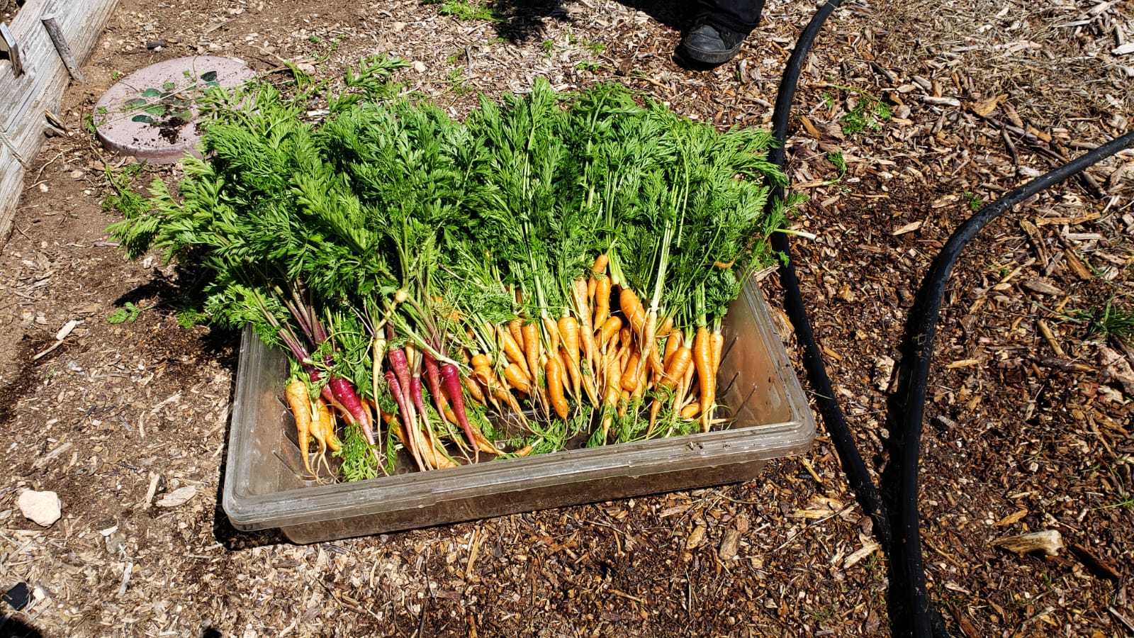 Sanctuary at Sedona Garden Carrots harvest