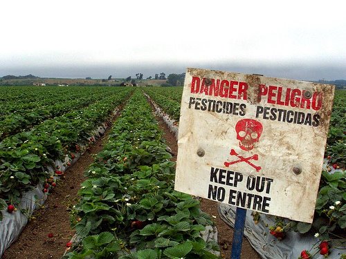 Can Organic Food Affect Brain Function?
