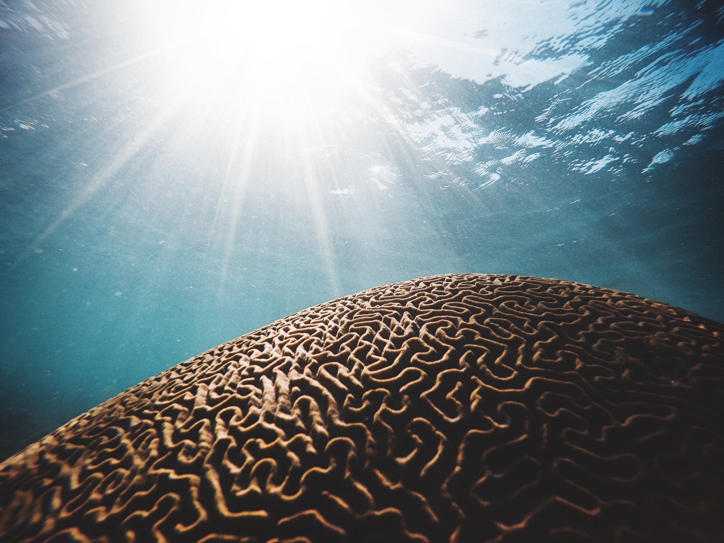 Holistically Healing the Mind from Trauma and Addiction