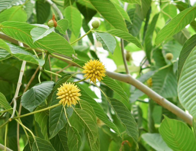 Could Kratom Addiction be the Next Chapter of the Opioid Crisis?