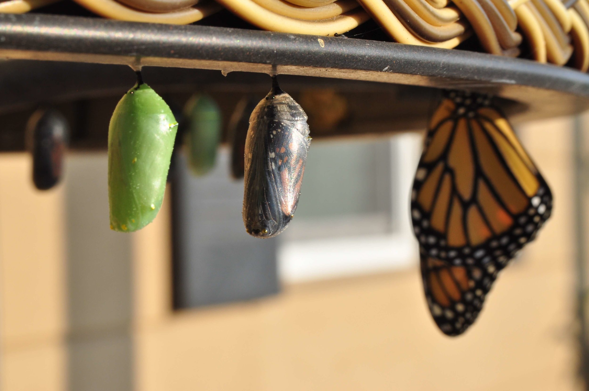 The Lessons We Learn in Recovery Extend Far Beyond Addiction
