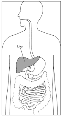 Digestive system for apple cider vinegar detox