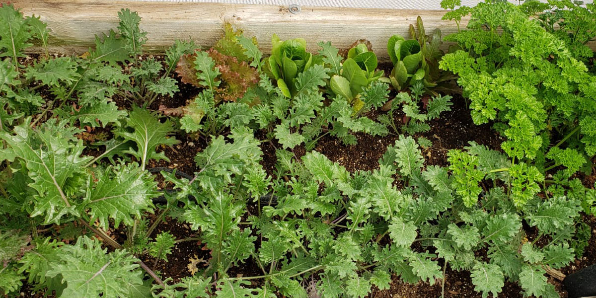 Gratitude and Abundance, Sanctuary of Sedona’s Organic Garden