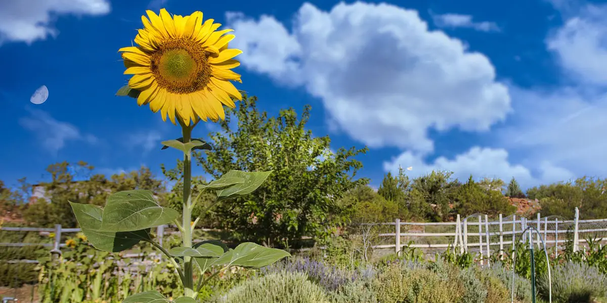 Treatment for Substance Abuse